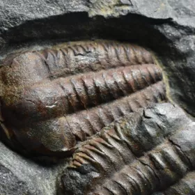 trilobit Ellipsocephalus hoffi