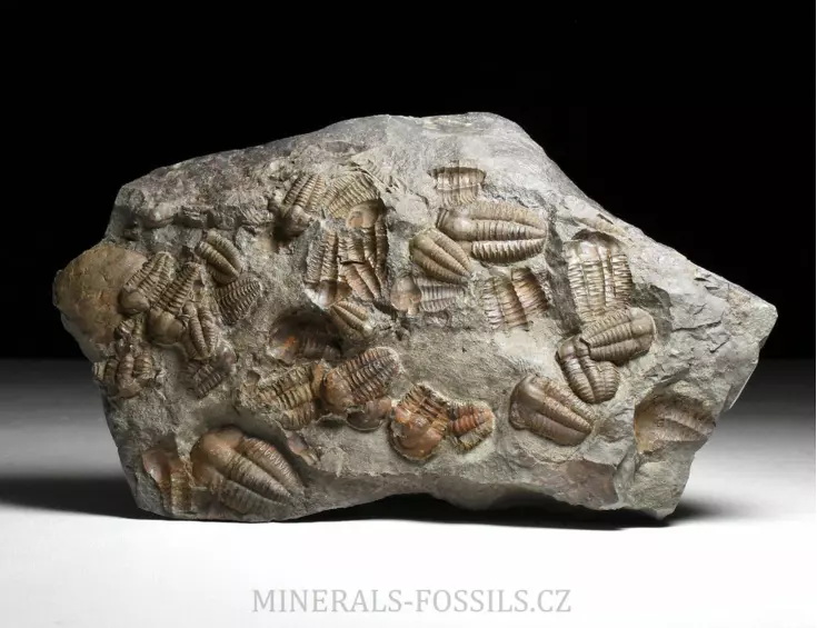 trilobit Ellipsocephalus hoffi