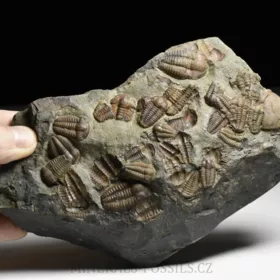 trilobit Ellipsocephalus hoffi