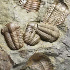 trilobit Ellipsocephalus hoffi