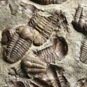 trilobit Ellipsocephalus hoffi