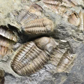 trilobit Ellipsocephalus hoffi