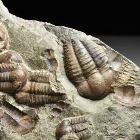 trilobit Ellipsocephalus hoffi