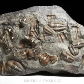 trilobit Ellipsocephalus hoffi