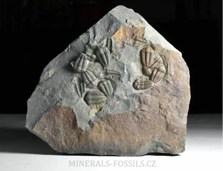 trilobit Ellipsocephalus hoffi