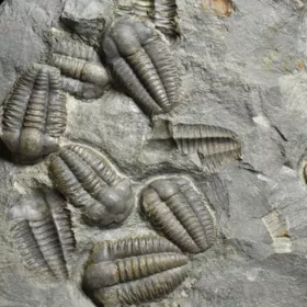 trilobit Ellipsocephalus hoffi