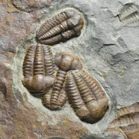 trilobit Ellipsocephalus hoffi