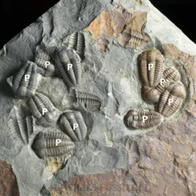 trilobit Ellipsocephalus hoffi