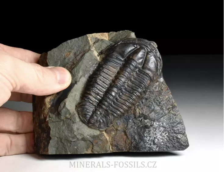 trilobit Conocoryphe sulzeri