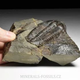 trilobit Conocoryphe sulzeri