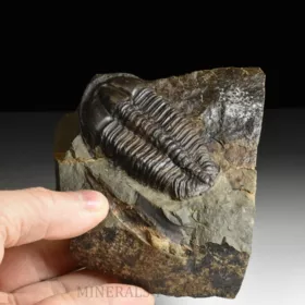 trilobit Conocoryphe sulzeri