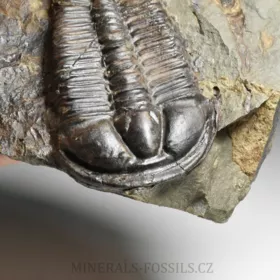 trilobit Conocoryphe sulzeri