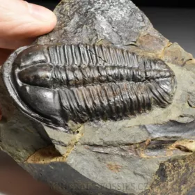 trilobit Conocoryphe sulzeri