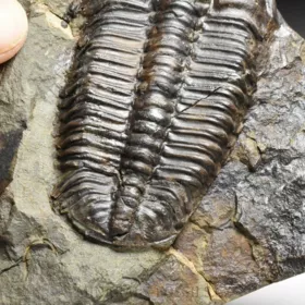 trilobit Conocoryphe sulzeri