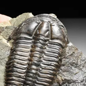 trilobit Conocoryphe sulzeri