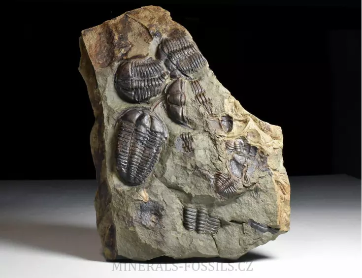 trilobit Conocoryphe sulzeri