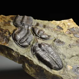 trilobit Conocoryphe sulzeri