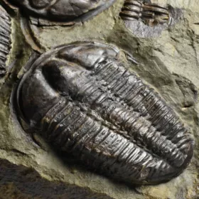 trilobit Conocoryphe sulzeri