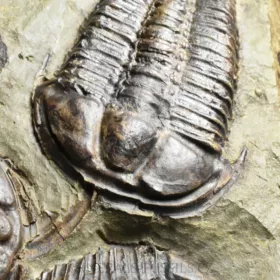 trilobit Conocoryphe sulzeri