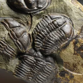 trilobit Conocoryphe sulzeri