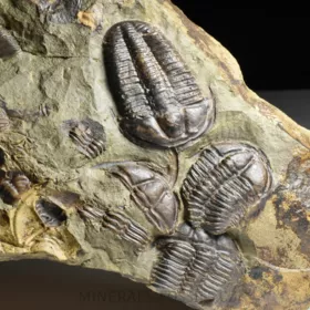 trilobit Conocoryphe sulzeri