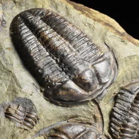 trilobit Conocoryphe sulzeri