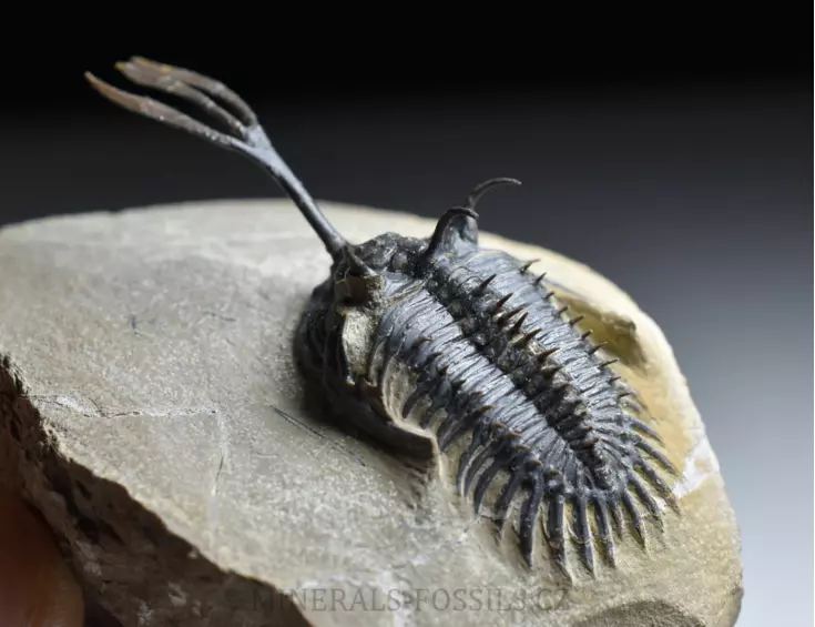 trilobit Walliserops trifurcatus