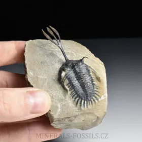 trilobit Walliserops trifurcatus