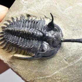 trilobit Walliserops trifurcatus