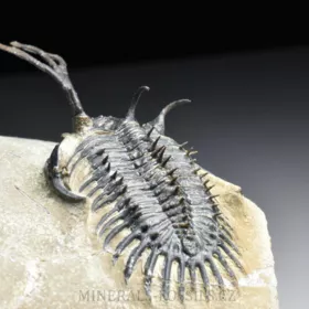 trilobit Walliserops trifurcatus