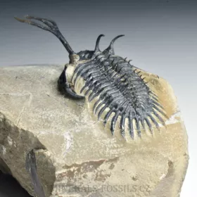 trilobit Walliserops trifurcatus