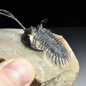 trilobit Walliserops trifurcatus