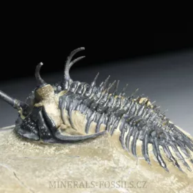 trilobit Walliserops trifurcatus