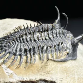 trilobit Walliserops trifurcatus